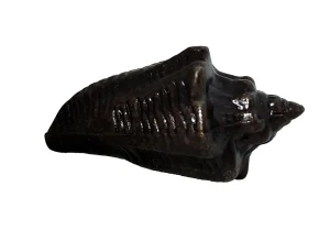 קונכיה צבע נחושת מושחרת 6.5 סמ (גרזי)